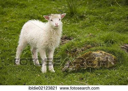 Lamb on Sheep Island, Faroe Islands, island group in the North Atlantic, Denmark, Northern Europe, Europe View Large Photo Image Stock Image - Lamb on Sheep Island, Faroe Islands, island group in the North Atlantic, Denmark, Northern Europe, Europe. Fotosearch