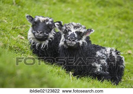 Lambs on Sheep Island, Faroe Islands, island group in the North Atlantic, Denmark, Northern Europe, Europe View Large Photo Image Stock Image - Lambs on Sheep Island, Faroe Islands, island group in the North Atlantic, Denmark, Northern Europe, Europe. Fotosearch
