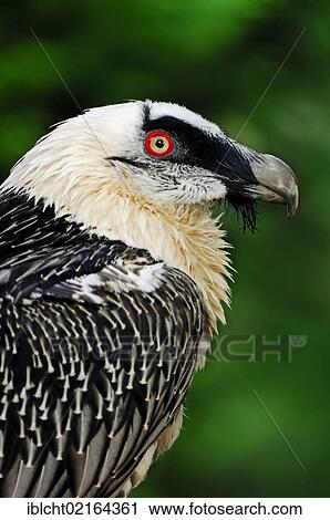Stock Image - Lammergeier, Lammergeyer, or Bearded Vulture Eagle (Gypaetus barbatus), portrait, captive, North Rhine-Westphalia, Germany, Europe. Fotosearch