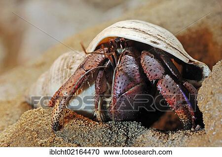 Stock Image - Land Hermit Crab (Coenobita spec. ), captive, Bergkamen, North Rhine-Westphalia, Germany, Europe. Fotosearch