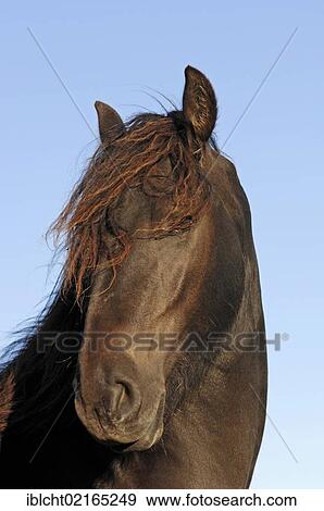 Landais Pony (Equus caballus), portrait, The Netherlands, Europe View Large Photo Image Stock Photo - Landais Pony (Equus caballus), portrait, The Netherlands, Europe. Fotosearch