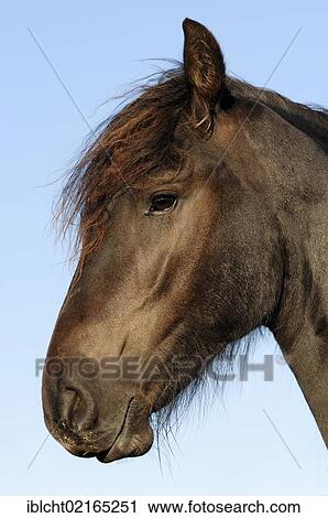 Landais Pony (Equus ferus caballus), portrait, The Netherlands, Europe View Large Photo Image Stock Image - Landais Pony (Equus ferus caballus), portrait, The Netherlands, Europe. Fotosearch