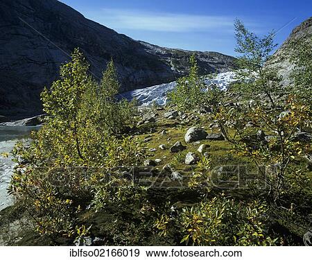 Landscape at Nigardsbreen, one of the glacier arms of Jostedalsbreen, Jostedal Glacier, Sogn og Fjordane, Norway, Scandinavia, Europe View Large Photo Image Stock Photo - Landscape at Nigardsbreen, one of the glacier arms of Jostedalsbreen, Jostedal Glacier, Sogn og Fjordane, Norway, Scandinavia, Europe. Fotosearch