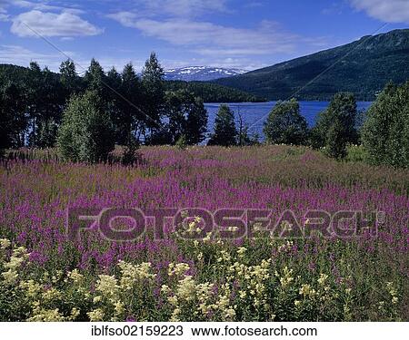 Stock Image - Landscape near Mosjoen with Meadowsweet (Filipendula ulmaria) and Rosebay Willowherb (Epilobium angustifolium), Nordland, Norway, Scandinavia, Europe. Fotosearch