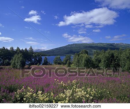Stock Photo - Landscape near Mosjoen with Meadowsweet (Filipendula ulmaria) and Rosebay Willowherb (Epilobium angustifolium), Nordland, Norway, Scandinavia, Europe. Fotosearch