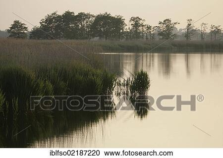 Landscape on the Prerow river in the evening light, Darss-Zingst, Western Pomerania Lagoon Area National Park, Mecklenburg-Western Pomerania, Baltic Sea, Germany, Europe View Large Photo Image Stock Image - Landscape on the Prerow river in the evening light, Darss-Zingst, Western Pomerania Lagoon Area National Park, Mecklenburg-Western Pomerania, Baltic Sea, Germany, Europe. Fotosearch