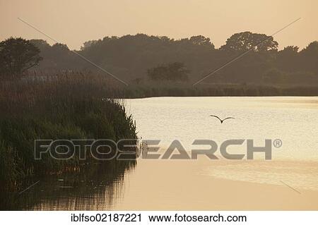 Landscape on the Prerow river in the evening light, grey heron (Ardea cinerea) in flight, Darss-Zingst, Western Pomerania Lagoon Area National Park, Mecklenburg-Western Pomerania, Baltic Sea, Germany, Europe View Large Photo Image Stock Image - Landscape on the Prerow river in the evening light, grey heron (Ardea cinerea) in flight, Darss-Zingst, Western Pomerania Lagoon Area National Park, Mecklenburg-Western Pomerania, Baltic Sea, Germany, Europe. Fotosearch