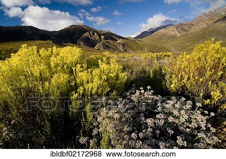Landscape, Swartberge, Western Cape, South Africa, Africa View Large Photo Image Stock Photo - Landscape, Swartberge, Western Cape, South Africa, Africa. Fotosearch