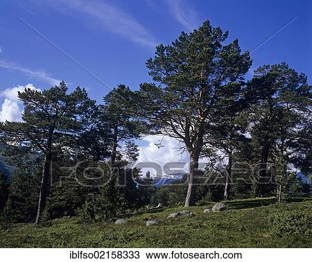 Landscape with Pines (Pinus sylvestris) above Aurlandsfjord, Aurland, Sogn og Fjordane, Norway, Scandinavia, Europe View Large Photo Image Stock Image - Landscape with Pines (Pinus sylvestris) above Aurlandsfjord, Aurland, Sogn og Fjordane, Norway, Scandinavia, Europe. Fotosearch