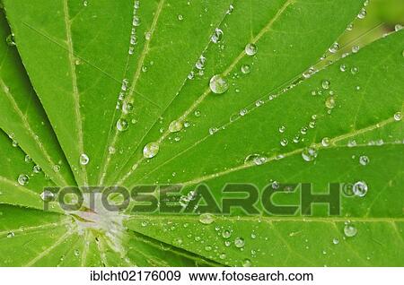 Stock Photo - Large-leaved lupine, Big-leaved lupine (Lupinus polyphyllus), leaf detail with waterdrops, North Rhine-Westphalia, Germany, Europe. Fotosearch