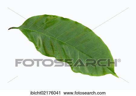 Leaf of a Coffee (Coffea arabica) plant View Large Photo Image Stock Image - Leaf of a Coffee (Coffea arabica) plant. Fotosearch