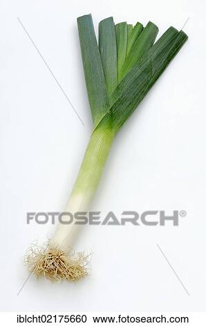 Stock Image - Leek (Allium ampeloprasum, Allium porrum). Fotosearch