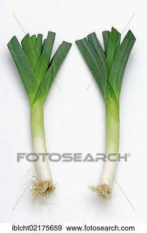 Stock Photo - Leek (Allium ampeloprasum, Allium porrum). Fotosearch