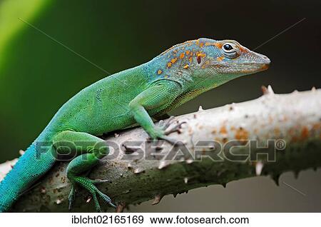 Leopard anole or Guadeloupean anole (Anolis marmoratus), male, South American species, captive, Bergkamen, North Rhine-Westphalia, Germany, Europe View Large Photo Image Stock Photo - Leopard anole or Guadeloupean anole (Anolis marmoratus), male, South American species, captive, Bergkamen, North Rhine-Westphalia, Germany, Europe. Fotosearch