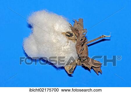 Levant cotton (Gossypium herbaceum), native to Asia View Large Photo Image Stock Image - Levant cotton (Gossypium herbaceum), native to Asia. Fotosearch