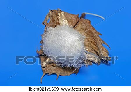 Levant cotton (Gossypium herbaceum), native to Asia View Large Photo Image Stock Photo - Levant cotton (Gossypium herbaceum), native to Asia. Fotosearch