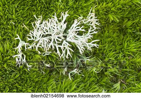 Lichen (Cladonia sp. ) Langeoog, Lower Saxony, Germany, Europe View Large Photo Image Stock Photo - Lichen (Cladonia sp. ) Langeoog, Lower Saxony, Germany, Europe. Fotosearch