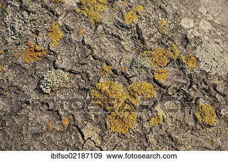 Stock Photo - Lichen (Lichen) on a Beech (Fagus sylvatica), Darsswald forest, West Beach, Darss, Bodden Landscape of Vorpommern National Park, Mecklenburg-Western Pomerania, Baltic Sea, Germany, Europe. Fotosearch