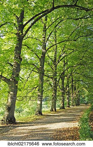 Lime Trees or Lindens (Tilia spec. ) alongside a path, North Rhine-Westphalia, Germany, Europe View Large Photo Image Stock Photograph - Lime Trees or Lindens (Tilia spec. ) alongside a path, North Rhine-Westphalia, Germany, Europe. Fotosearch