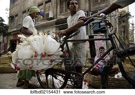 Live chicken being transported on a bicycle, Kolkata, West Bengal, India, Asia View Large Photo Image Stock Image - Live chicken being transported on a bicycle, Kolkata, West Bengal, India, Asia. Fotosearch