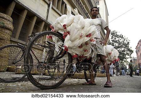 Stock Image - Live chicken being transported on a bicycle, Kolkata, West Bengal, India, Asia. Fotosearch
