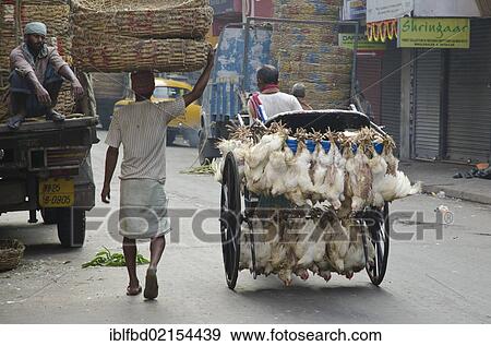 Live chicken being transported on a rickshaw, Kolkata, West Bengal, India, Asia View Large Photo Image Stock Photo - Live chicken being transported on a rickshaw, Kolkata, West Bengal, India, Asia. Fotosearch