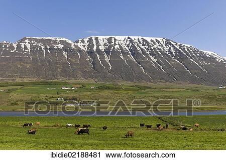 Livestock and dairy farming, cattle grazing in Northern Iceland, Iceland, Northern Europe, Europe View Large Photo Image Stock Image - Livestock and dairy farming, cattle grazing in Northern Iceland, Iceland, Northern Europe, Europe. Fotosearch