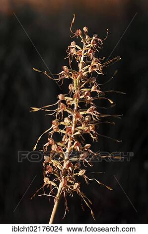 Picture - Lizard Orchid (Himantoglossum hircinum, Satyrium hircinum), Provence, southern France, Europe. Fotosearch