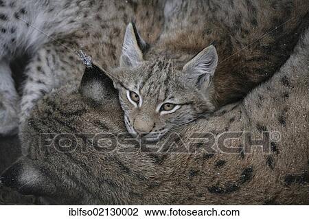 Lynx (Lynx lynx), cub cuddling with its mother, Bavarian Forest National Park, Bavaria, Germany, Europe View Large Photo Image Stock Image - Lynx (Lynx lynx), cub cuddling with its mother, Bavarian Forest National Park, Bavaria, Germany, Europe. Fotosearch