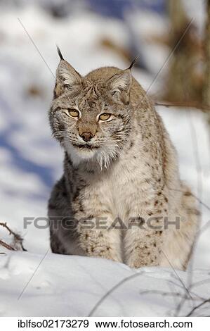 Stock Photo - Lynx (Lynx lynx), female, enlosure, captive, Thuringia, Germany, Europe. Fotosearch