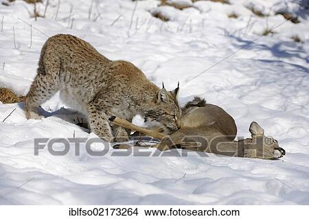 Picture - Lynx (Lynx lynx), female with prey, roe deer (Capreolus capreolus), enlosure, captive, Thuringia, Germany, Europe. Fotosearch