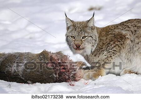 Stock Photo - Lynx (Lynx lynx), female with prey, roe deer (Capreolus capreolus), enlosure, captive, Thuringia, Germany, Europe. Fotosearch