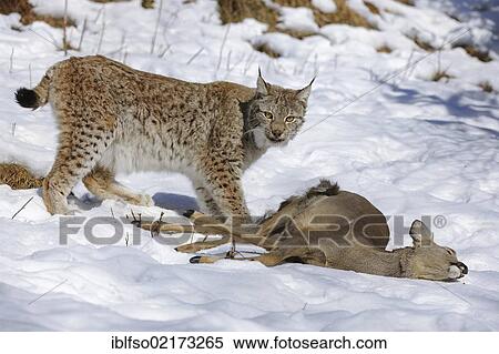 Stock Photography - Lynx (Lynx lynx), female with prey, roe deer (Capreolus capreolus), enlosure, captive, Thuringia, Germany, Europe. Fotosearch