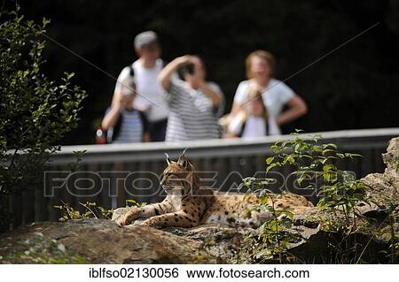 Stock Photograph - Lynx (Lynx lynx) lying on a rock being observed and photographed by visitors, Bavarian Forest National Park, Bavaria, Germany, Europe. Fotosearch