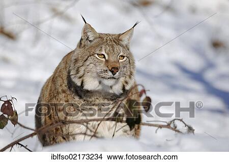 Lynx (Lynx lynx), male, enlosure, captive, Thuringia, Germany, Europe View Large Photo Image Picture - Lynx (Lynx lynx), male, enlosure, captive, Thuringia, Germany, Europe. Fotosearch