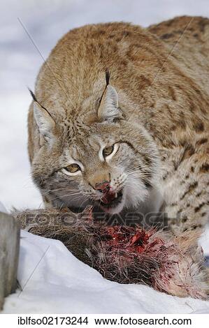 Picture - Lynx (Lynx lynx), male feeding on prey, roe deer (Capreolus capreolus), enlosure, captive, Thuringia, Germany, Europe. Fotosearch