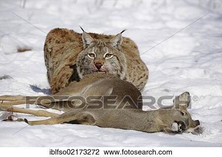 Stock Image - Lynx (Lynx lynx), male with prey, roe deer (Capreolus capreolus), enlosure, captive, Thuringia, Germany, Europe. Fotosearch