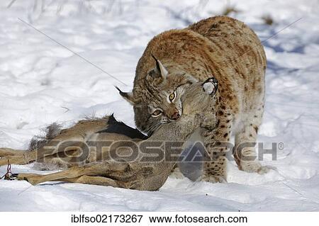 Stock Photo - Lynx (Lynx lynx), male with prey, roe deer (Capreolus capreolus), enlosure, captive, Thuringia, Germany, Europe. Fotosearch