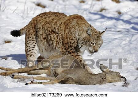 Lynx (Lynx lynx), male with prey, roe deer (Capreolus capreolus), enlosure, captive, Thuringia, Germany, Europe View Large Photo Image Stock Photo - Lynx (Lynx lynx), male with prey, roe deer (Capreolus capreolus), enlosure, captive, Thuringia, Germany, Europe. Fotosearch