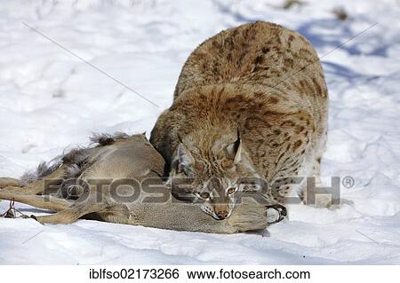Stock Photograph - Lynx (Lynx lynx), male with prey, roe deer (Capreolus capreolus), enlosure, captive, Thuringia, Germany, Europe. Fotosearch