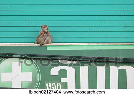Picture - Macaque monkey (Macaca) and baby over a pharmacy in the city of Lopburi, Thailand, Asia. Fotosearch