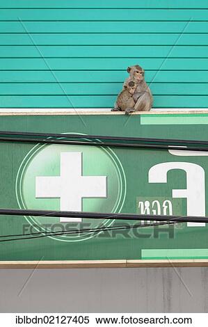 Macaque monkey (Macaca) and baby over a pharmacy in the city of Lopburi, Thailand, Asia View Large Photo Image Stock Photography - Macaque monkey (Macaca) and baby over a pharmacy in the city of Lopburi, Thailand, Asia. Fotosearch
