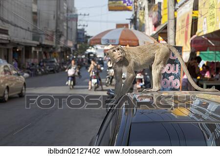 Macaque monkey (Macaca) on a car in one of the main streets in the city of Lopburi, Thailand, Asia View Large Photo Image Stock Image - Macaque monkey (Macaca) on a car in one of the main streets in the city of Lopburi, Thailand, Asia. Fotosearch