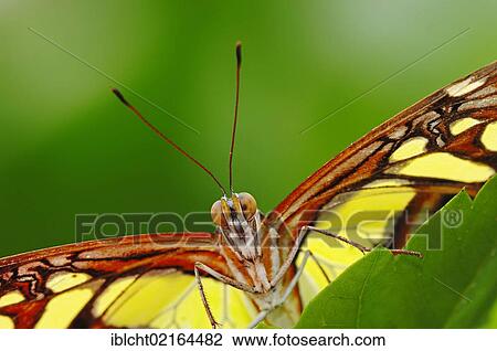 Malachite butterfly (Siproeta stelenes), South American species, captive, North Rhine-Westphalia, Germany, Europe View Large Photo Image Stock Image - Malachite butterfly (Siproeta stelenes), South American species, captive, North Rhine-Westphalia, Germany, Europe. Fotosearch