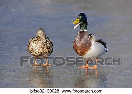 Mallard Ducks (Anas platyrhynchos), male and female standing on a frozen lake, the male has the beak wide open and is calling, Thuringia, Germany, Europe View Large Photo Image Stock Photo - Mallard Ducks (Anas platyrhynchos), male and female standing on a frozen lake, the male has the beak wide open and is calling, Thuringia, Germany, Europe. Fotosearch