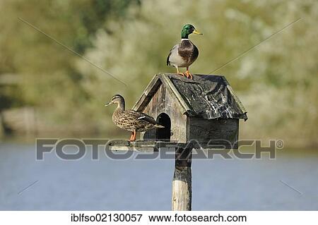 Mallard Ducks (Anas platyrhynchos), male and a female sitting on a nesting aid, a small wooden house that stands upright on a stake out of a pond, Germany, Europe View Large Photo Image Stock Photo - Mallard Ducks (Anas platyrhynchos), male and a female sitting on a nesting aid, a small wooden house that stands upright on a stake out of a pond, Germany, Europe. Fotosearch