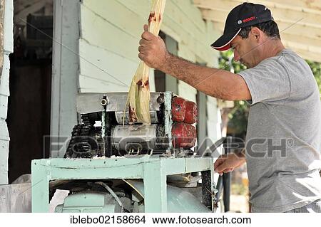 Man at a market stall for sugar cane juice, rum-mix drinks, sugar cane juicer, Trinidad, Greater Antilles, Caribbean, Central America, America View Large Photo Image Picture - Man at a market stall for sugar cane juice, rum-mix drinks, sugar cane juicer, Trinidad, Greater Antilles, Caribbean, Central America, America. Fotosearch