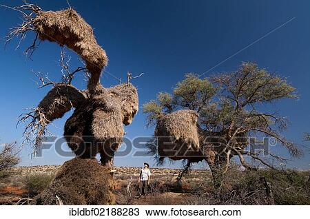 Man standing next to tree full of weaver's nests, Northern Cape, South Africa, Africa View Large Photo Image Stock Image - Man standing next to tree full of weaver's nests, Northern Cape, South Africa, Africa. Fotosearch