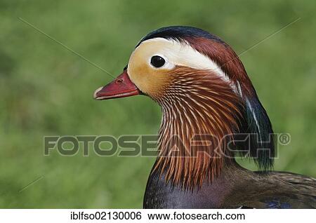 Mandarin Duck (Aix galericulata), drake, portrait, Germany, Europe View Large Photo Image Stock Photograph - Mandarin Duck (Aix galericulata), drake, portrait, Germany, Europe. Fotosearch