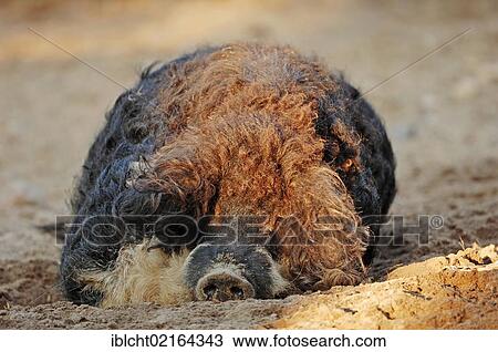 Mangalica Pig / Mangalitza Pig, Woolly Pig View Large Photo Image Stock Image - Mangalica Pig / Mangalitza Pig, Woolly Pig. Fotosearch